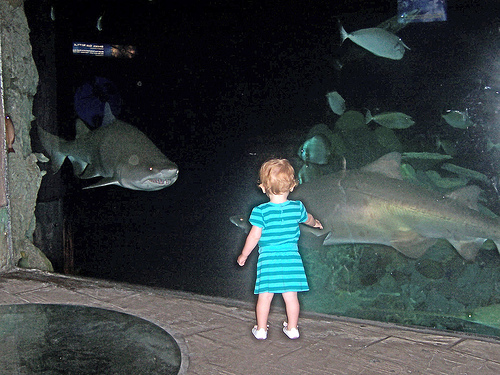 sharks