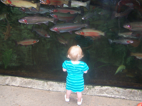 fish